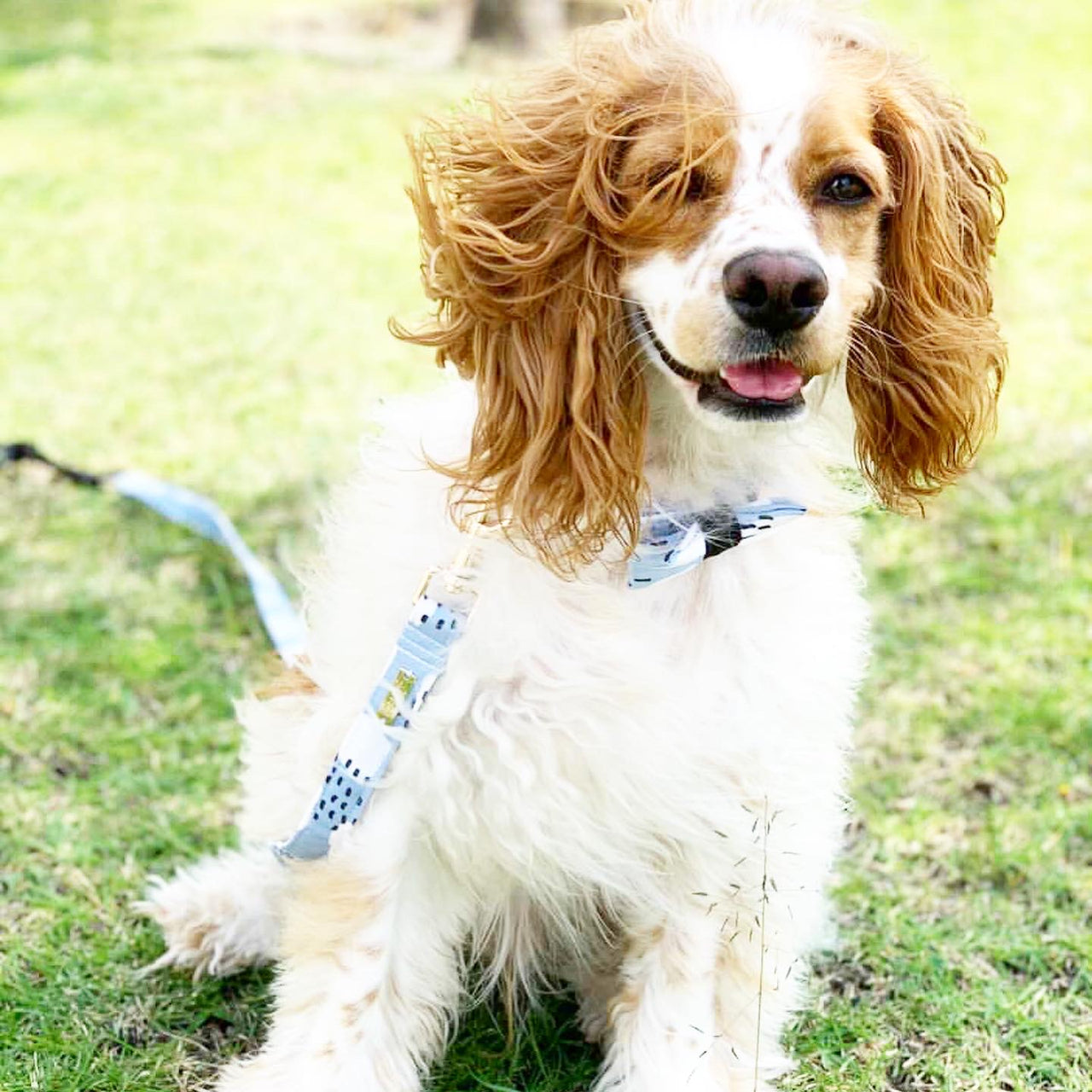 Collar HARVEY