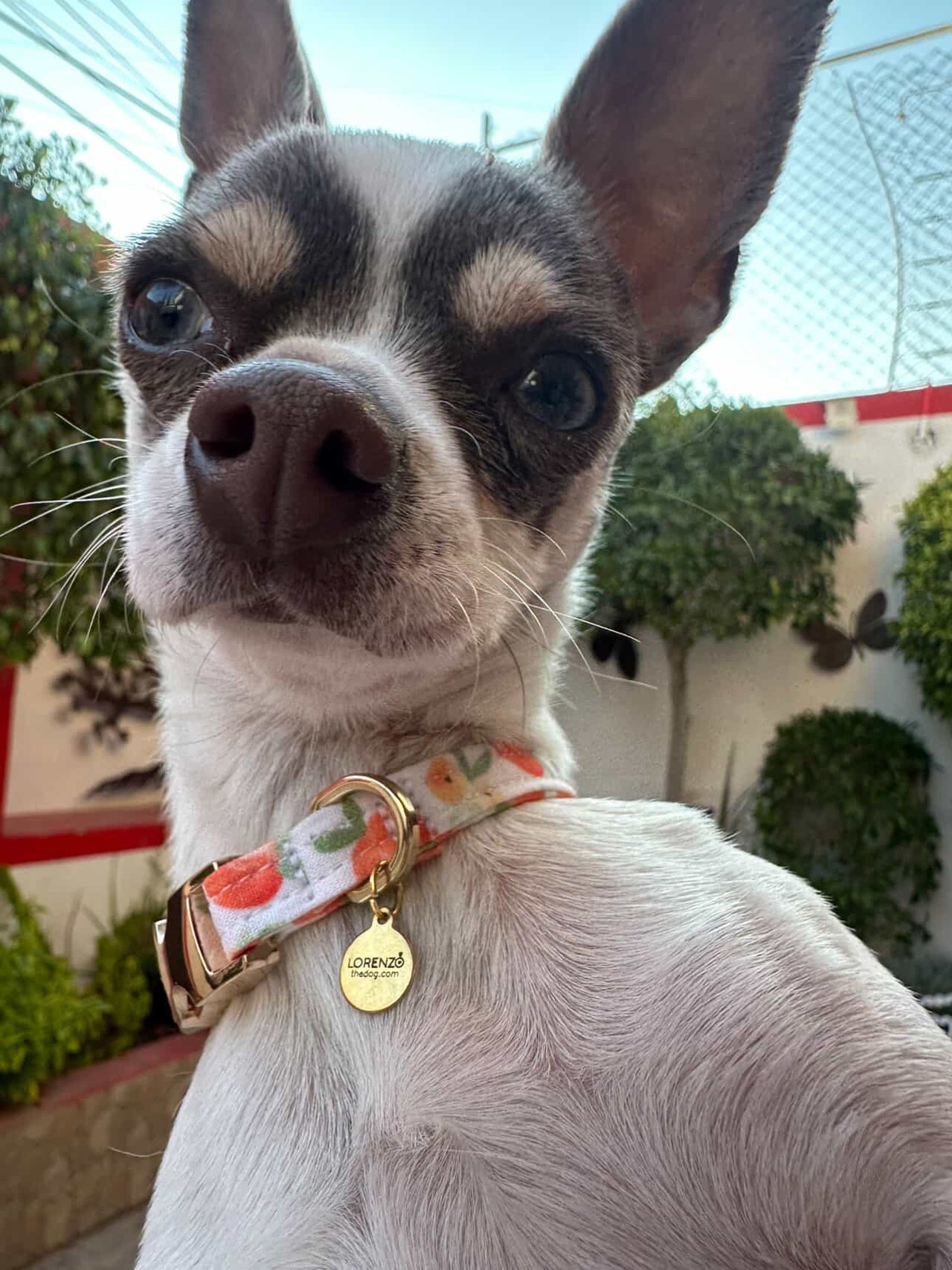 Collar AURORA