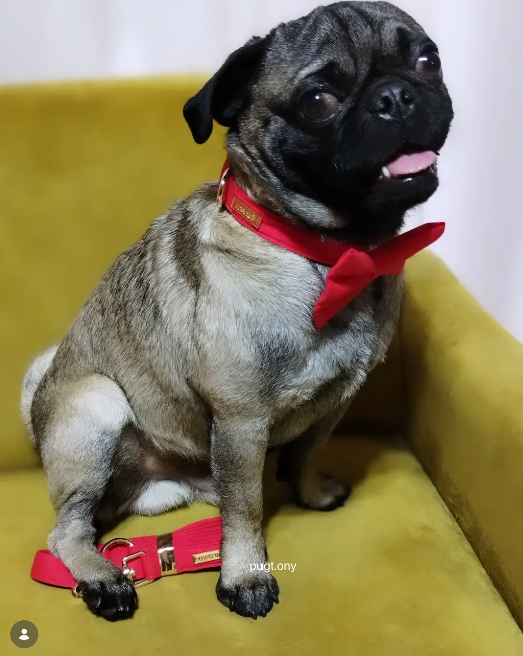 Collar ADELE