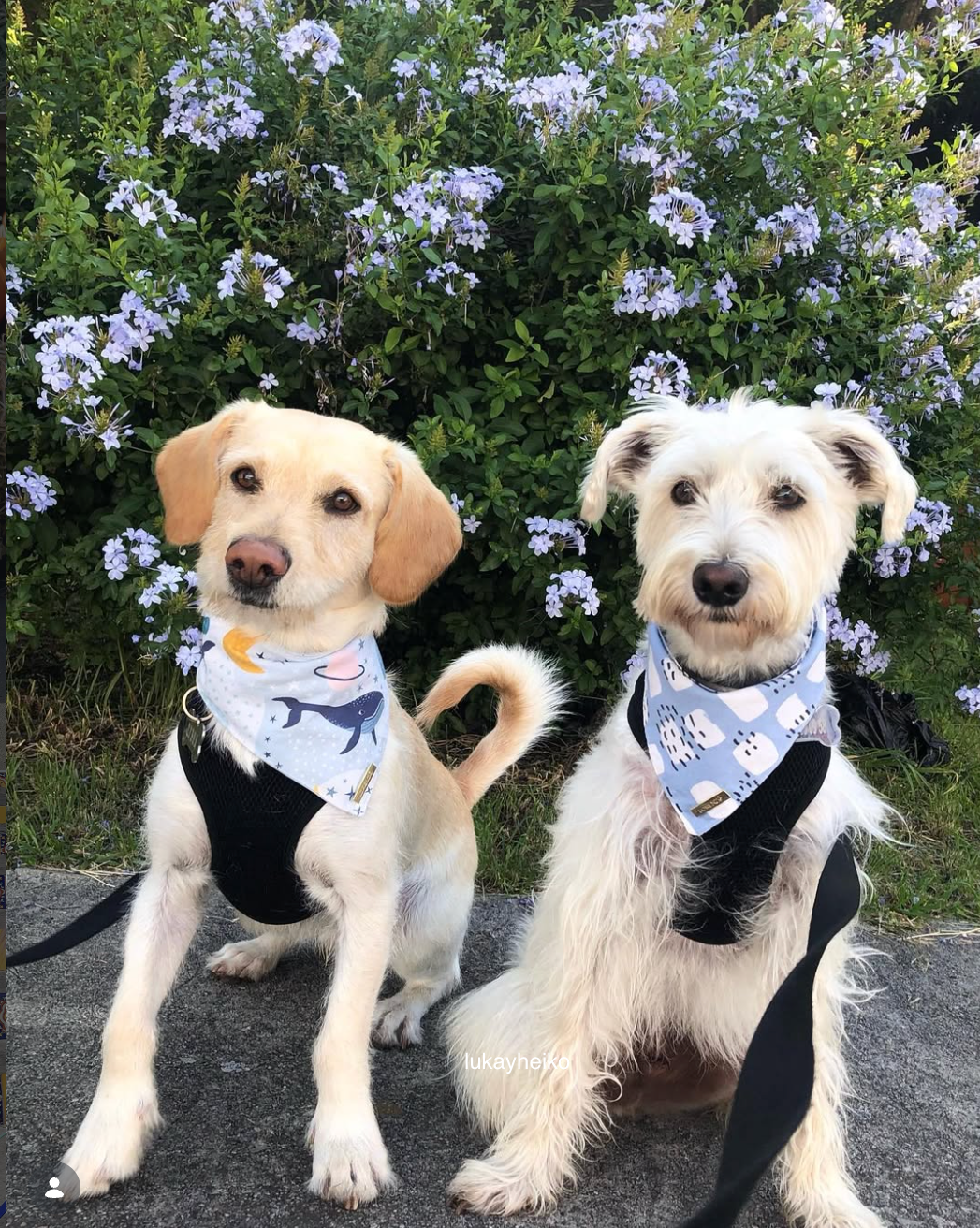 Bandana HARVEY