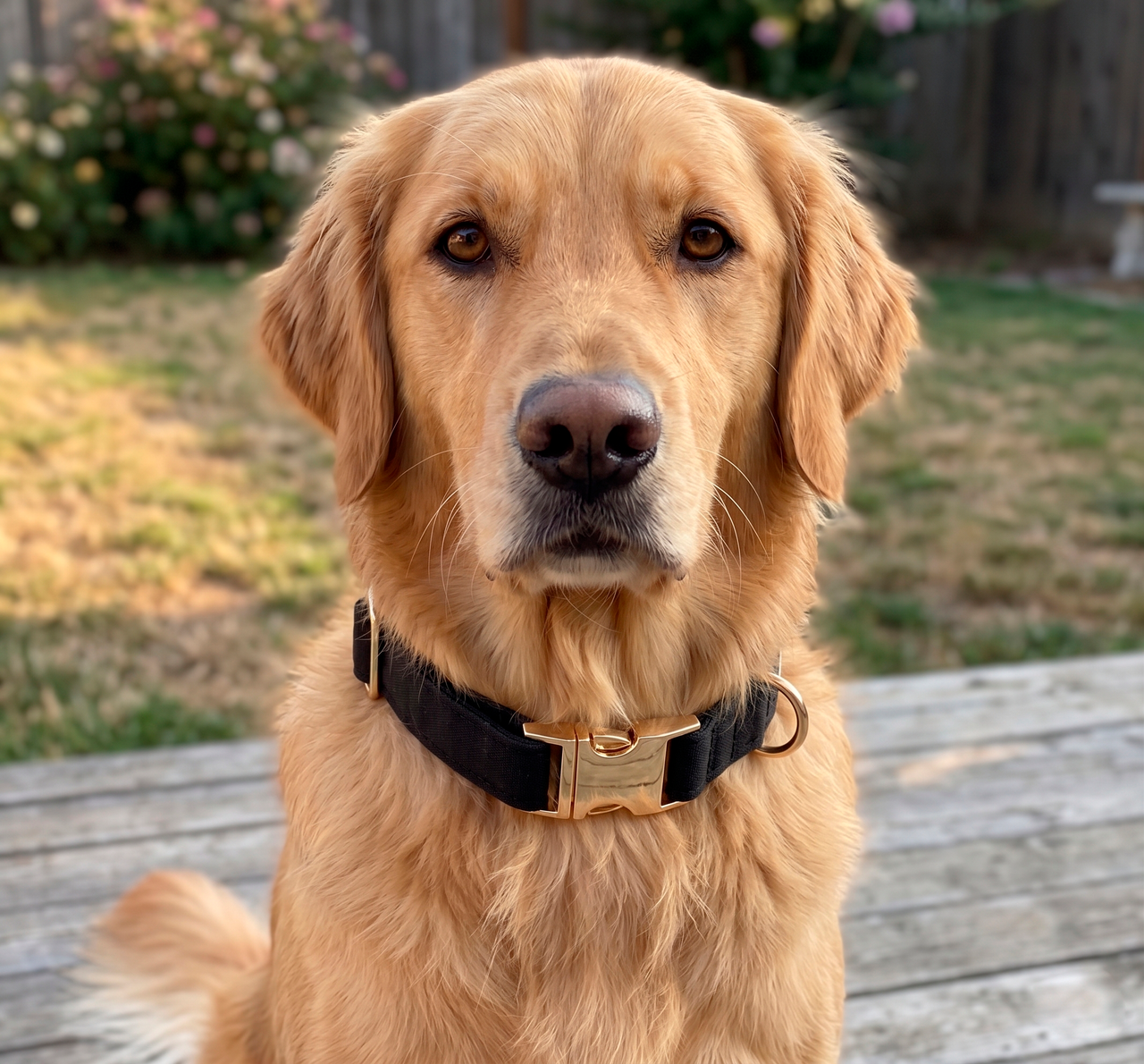 Collar WILLIAM