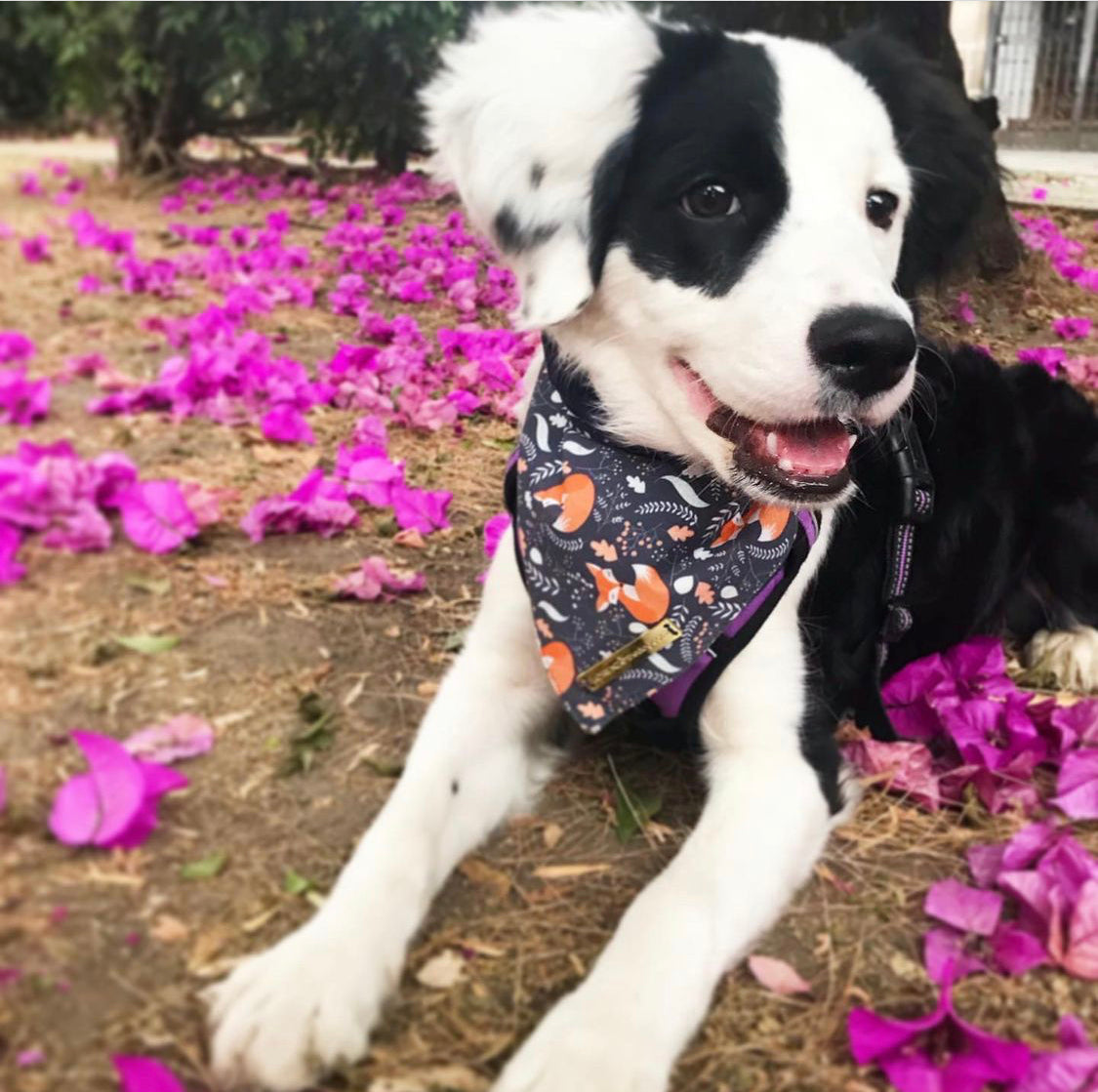 Bandana ROBERT