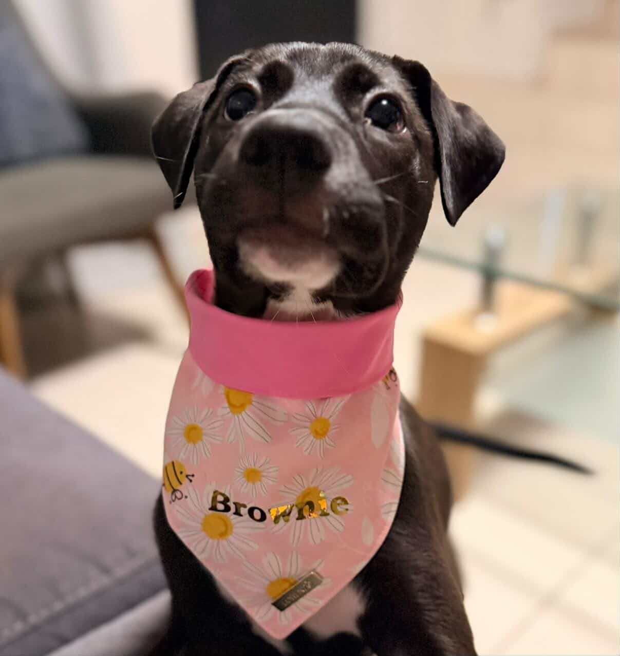 Bandana DAISY