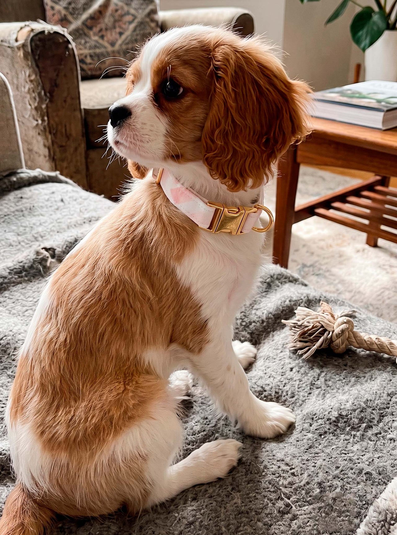 Collar NINA